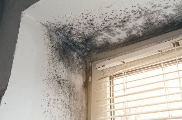 Affordable Hvac And Air Duct Mold Remediation solutions in Byron Center, MI